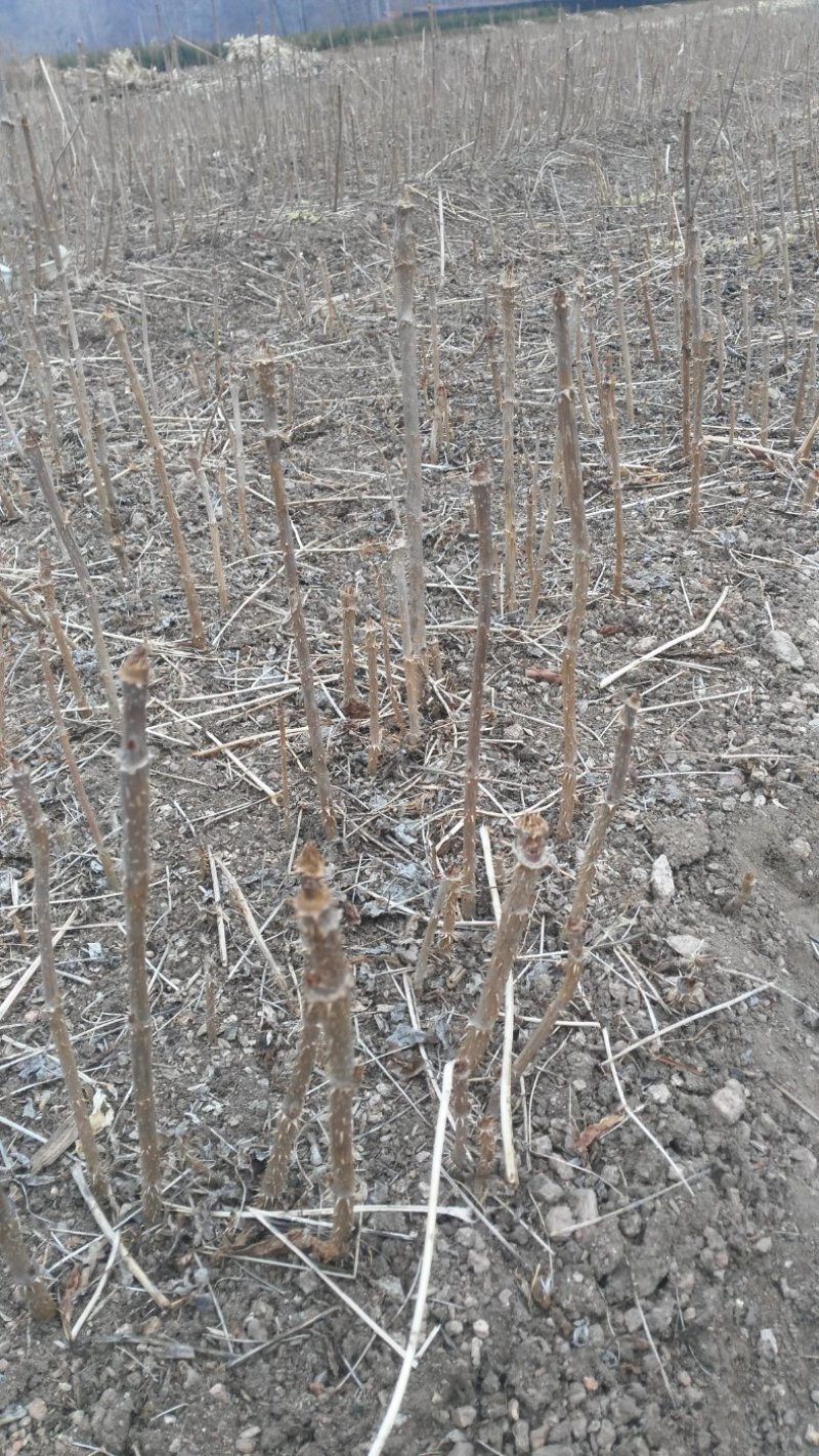 辽宁本溪苗木基地直发刺嫩芽苗，刺老芽苗，乌龙头苗