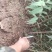 山桃苗1到10公分的量大，树形优美