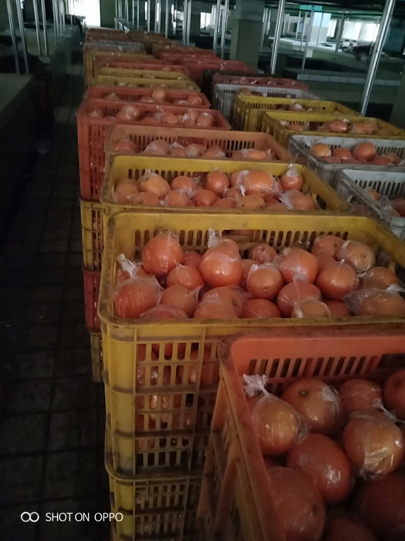 麻阳纽荷尔脐橙口感香甜，皮溥无籽孕妇水果一千斤以上起批