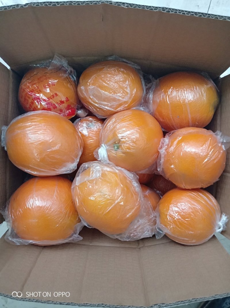 麻阳纽荷尔脐橙口感香甜，皮溥无籽孕妇水果一千斤以上起批