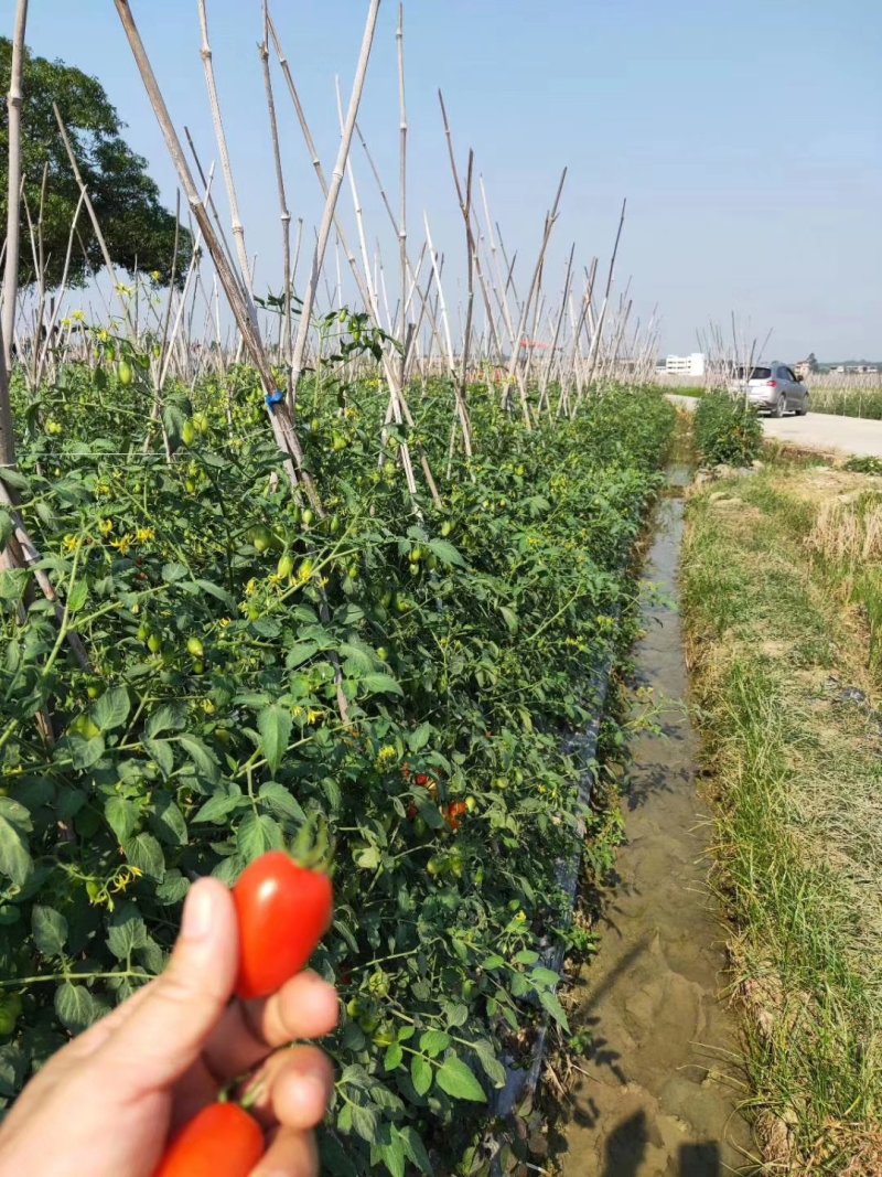 圣女果15g以上有需要的联系我