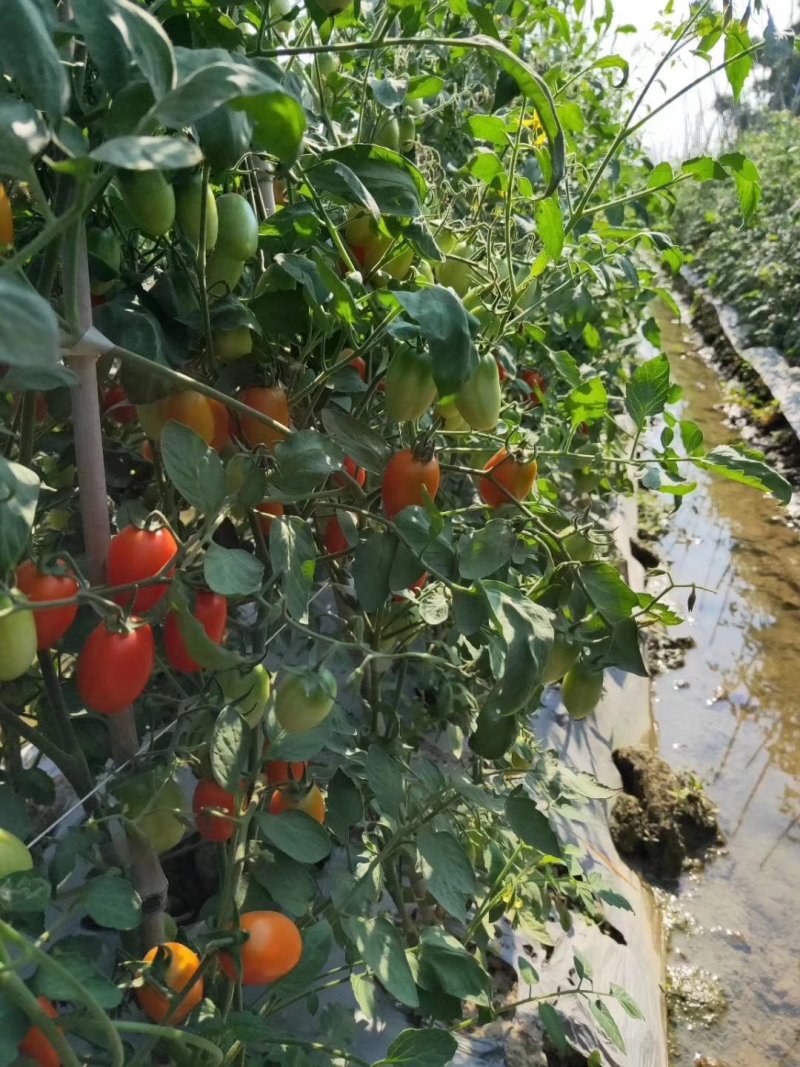 圣女果15g以上有需要的联系我