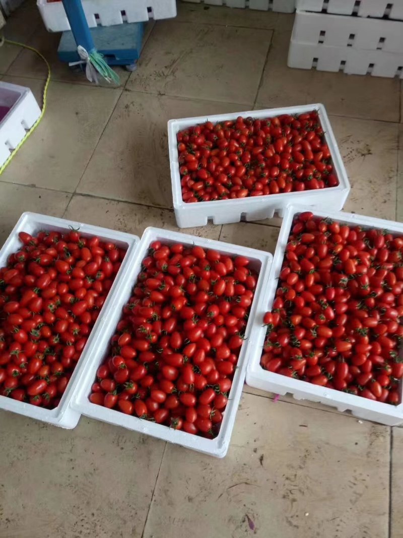 圣女果15g以上有需要的联系我