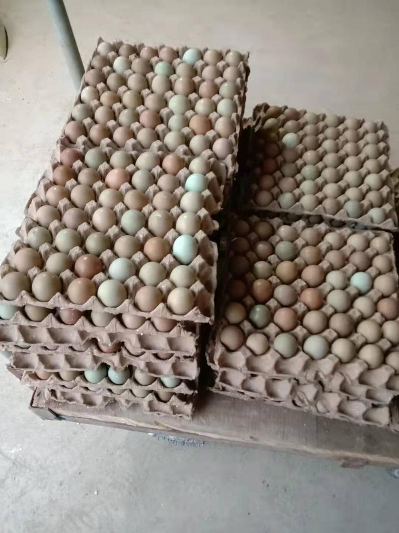野鸡蛋七彩山鸡新鲜好货，山野鸡蛋量大从优，品质保证