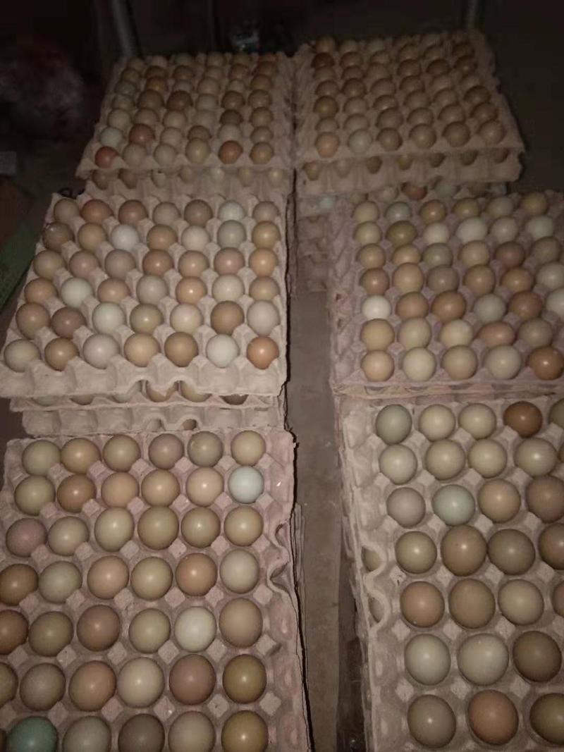 野鸡蛋七彩山鸡新鲜好货，山野鸡蛋量大从优，品质保证