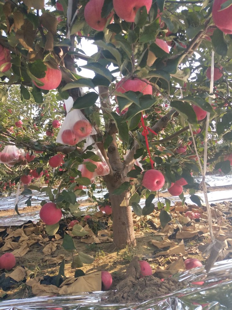 寒富苹果大量上市中，欢迎新老客商前来选购