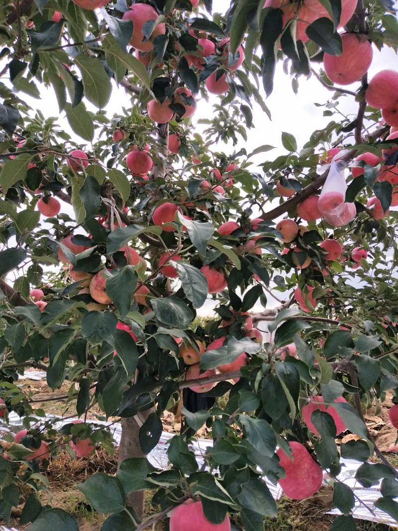 寒富苹果大量上市中，欢迎新老客商前来选购