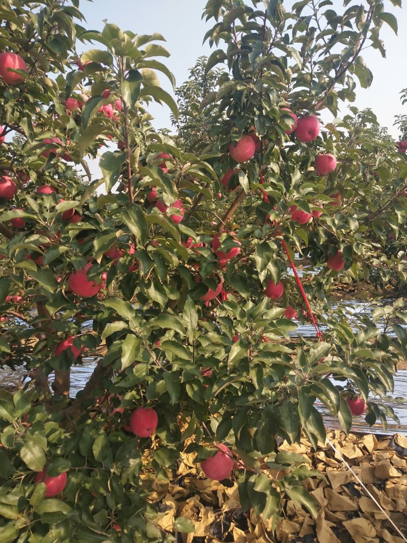 寒富苹果大量上市中，欢迎新老客商前来选购