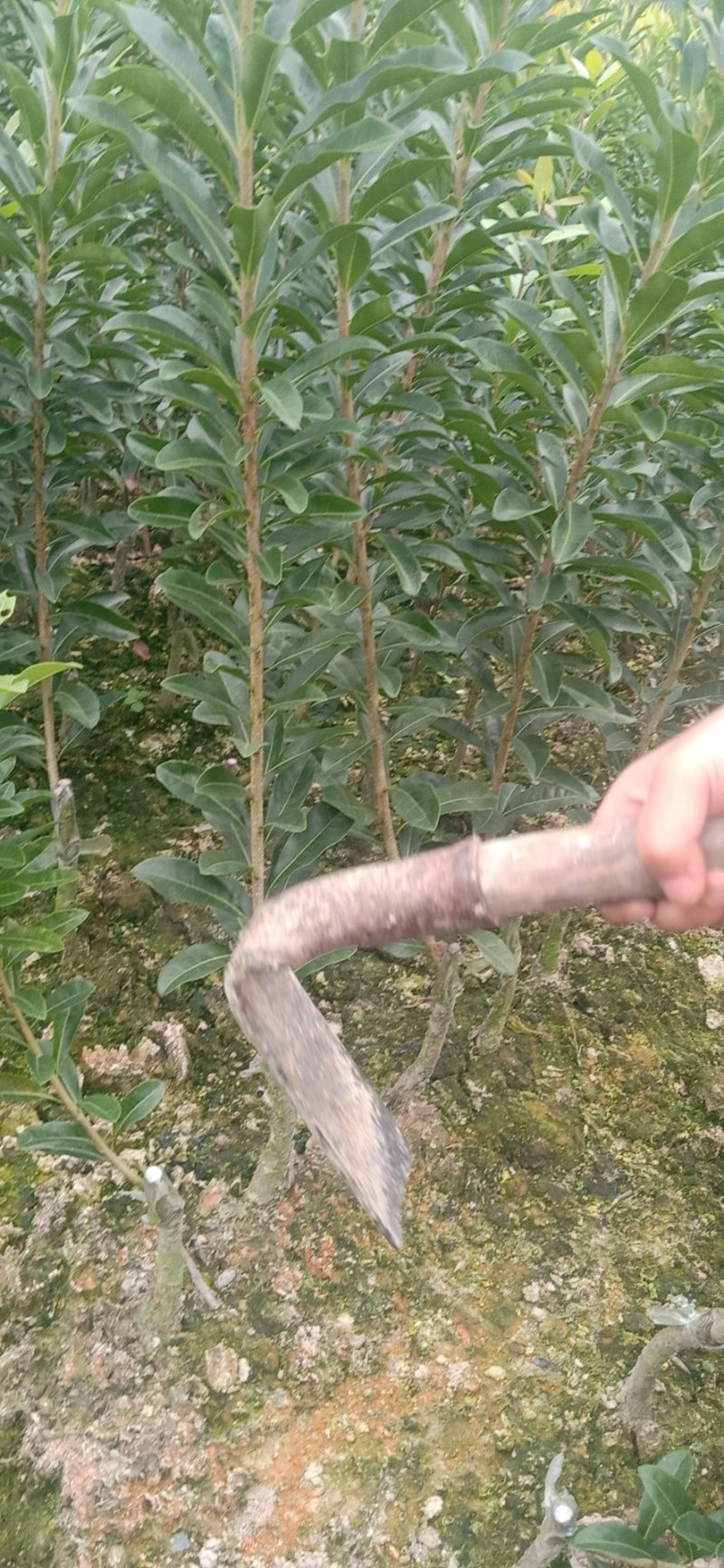 杨梅苗