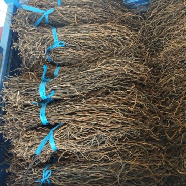 精品脱水干豆角无色素添加纯自然晾晒黄金条