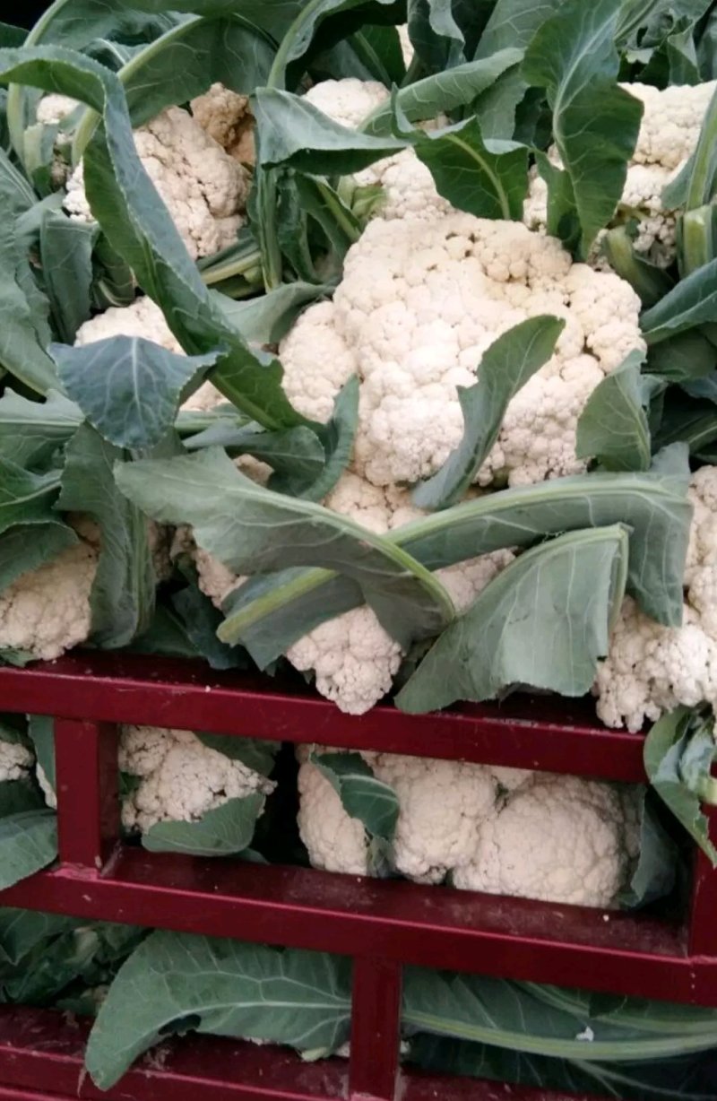 河南通许精品散花，白面青梗松花菜大量供应