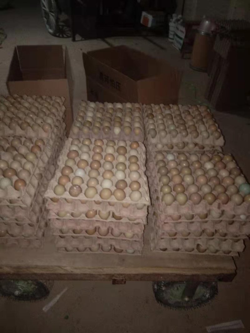 山鸡蛋诚信批发质量保证常年供货保证质量破损保陪