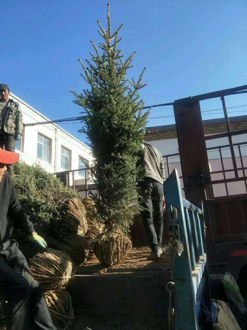 云杉高度3米，3米云杉，3米云杉，三米云杉