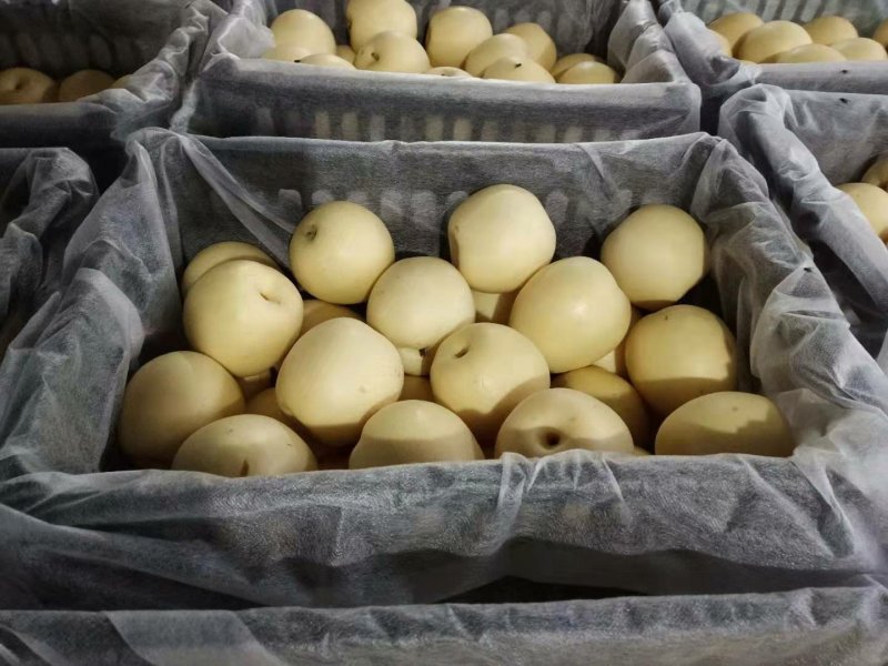 皇冠梨雪花梨鸭梨