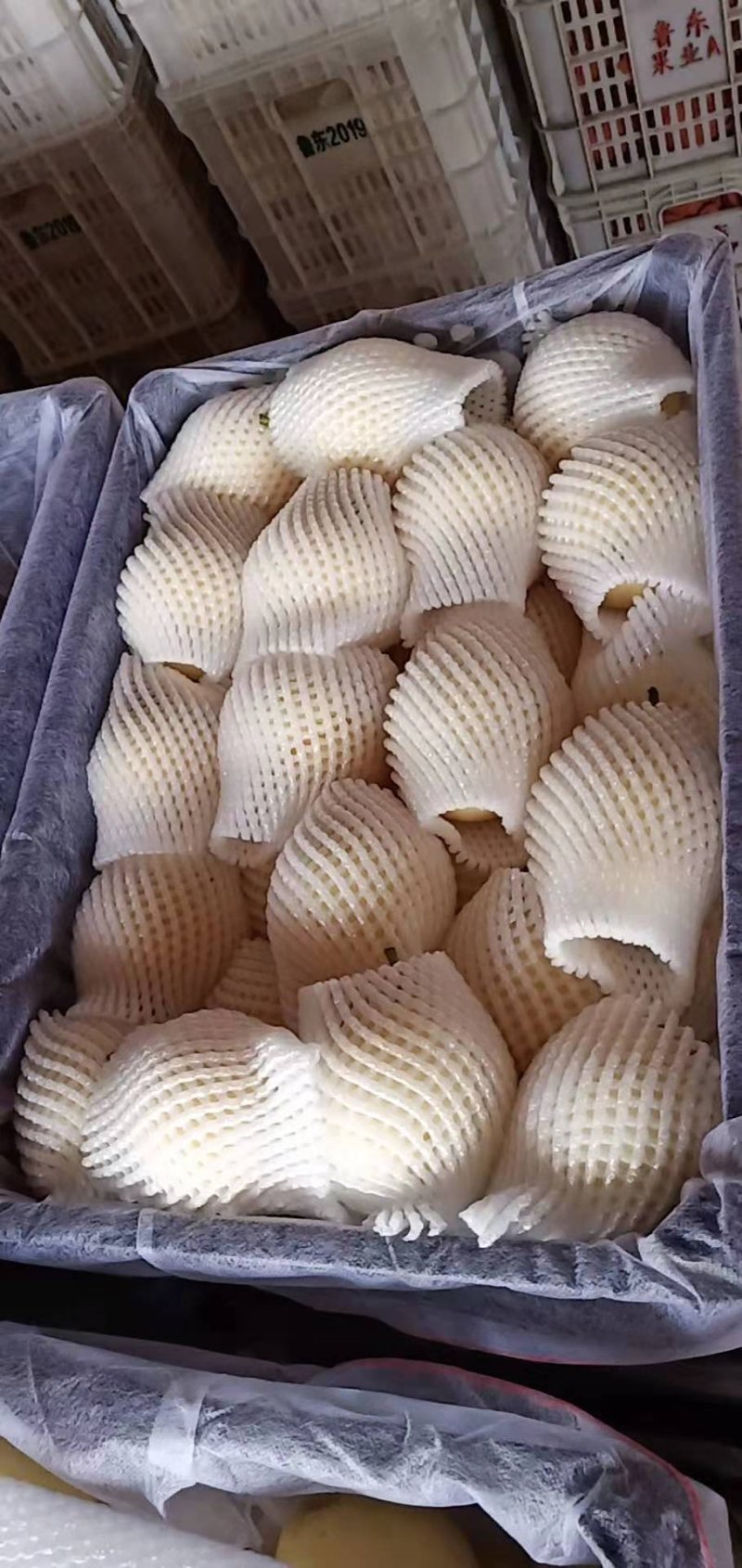 皇冠梨雪花梨鸭梨