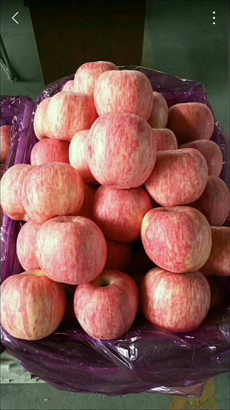 【红富士苹果】大量上市果园采摘口感脆甜产地价格便宜