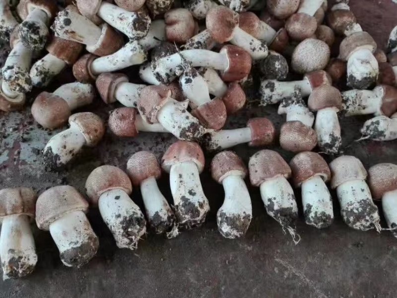 蘑菇，鲜蘑菇，姬松茸，巴西蘑菇，鲜货，一件代发，