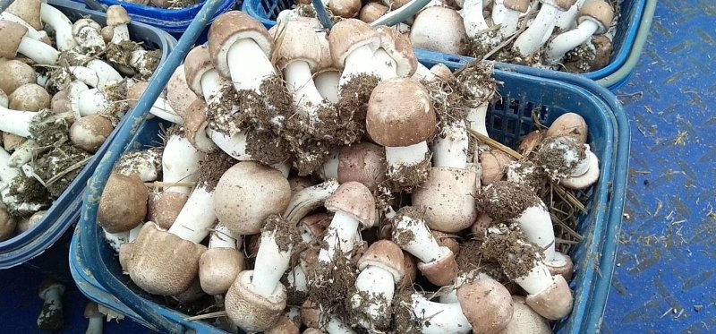 蘑菇，鲜蘑菇，姬松茸，巴西蘑菇，鲜货，一件代发，