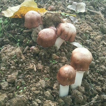 蘑菇，鲜蘑菇，姬松茸，巴西蘑菇，鲜货，一件代发，