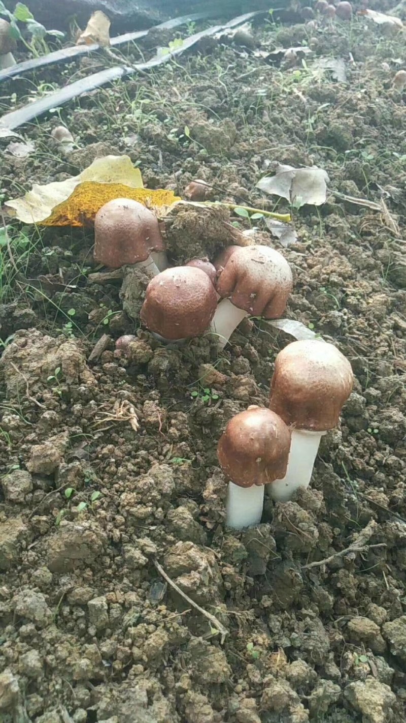 蘑菇，鲜蘑菇，姬松茸，巴西蘑菇，鲜货，一件代发，