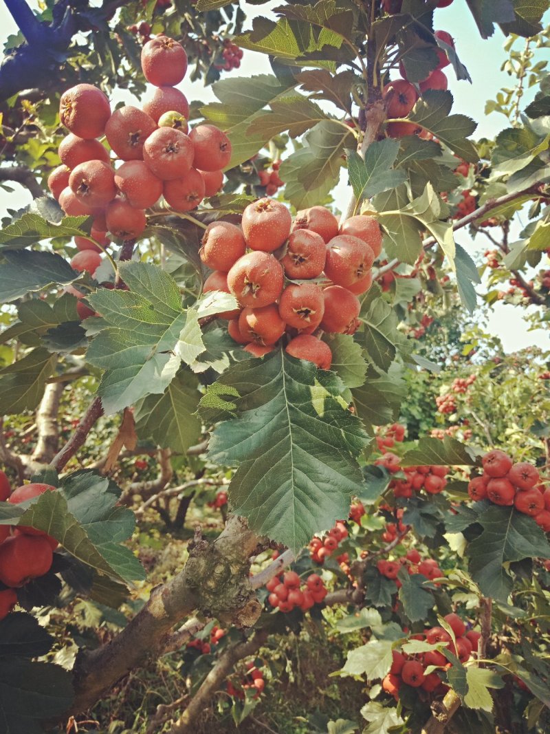 大金星山楂