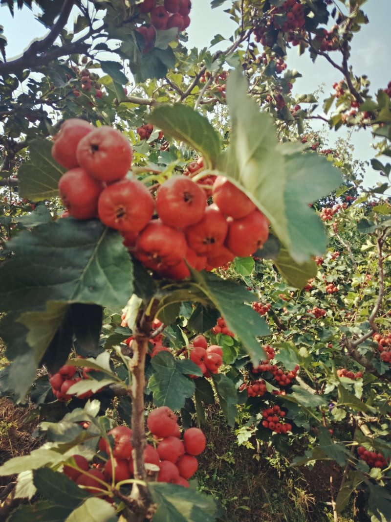 大金星山楂