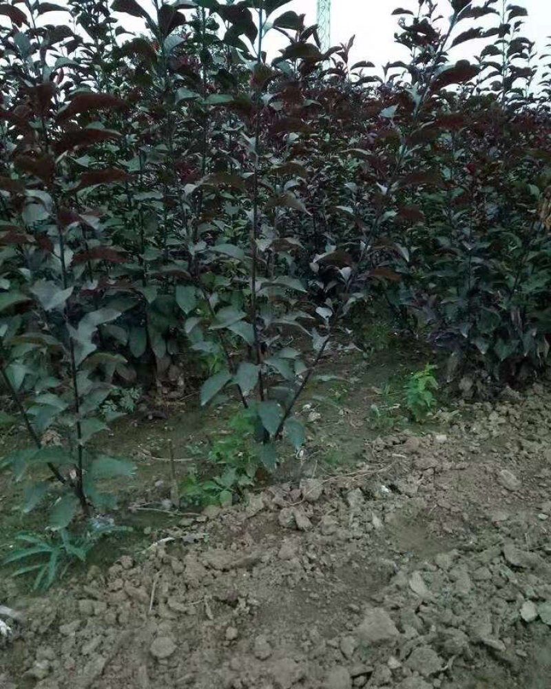 紫叶矮樱杯苗紫叶矮樱营养杯苗50---1.5米高