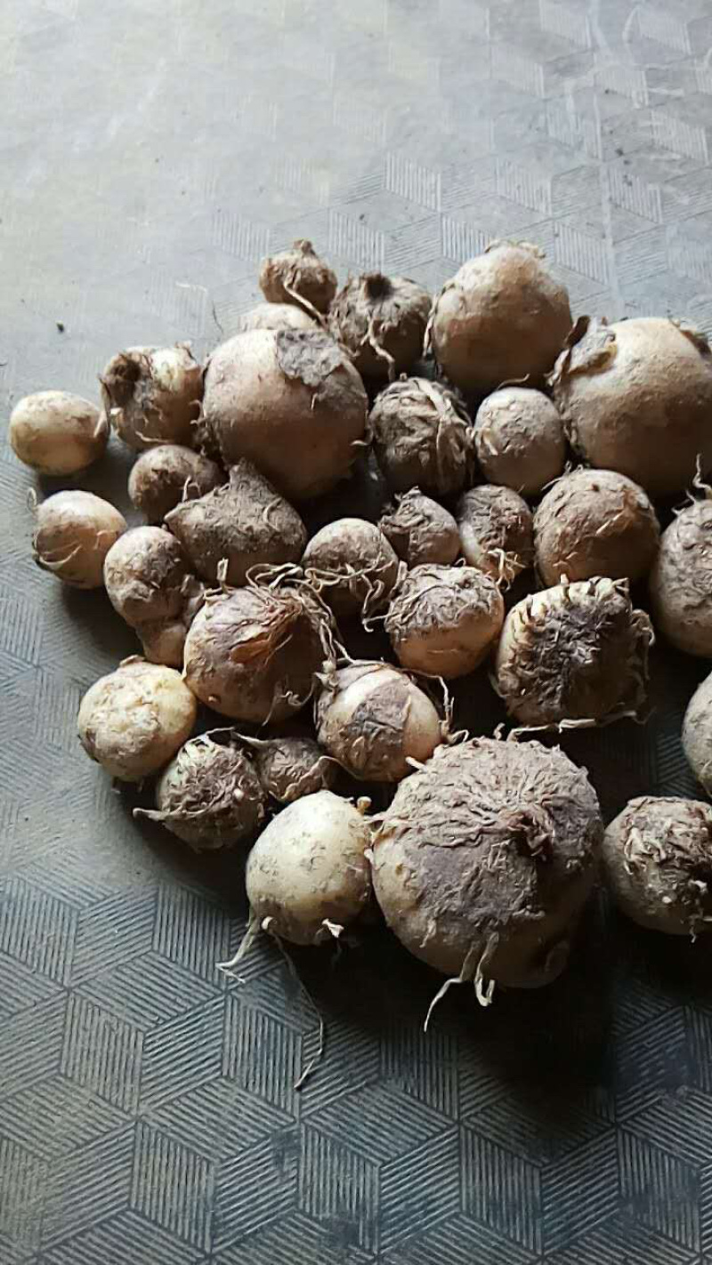 半夏块茎山东菏泽狭三叶品种，自产自销批发零售需要的话联