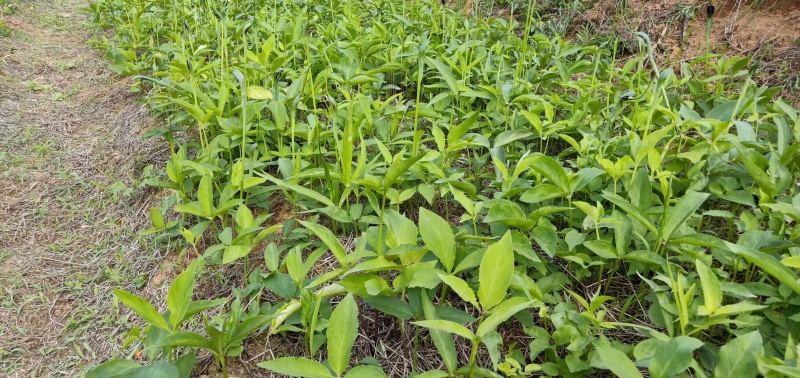 半夏块茎山东菏泽狭三叶品种，自产自销批发零售需要的话联