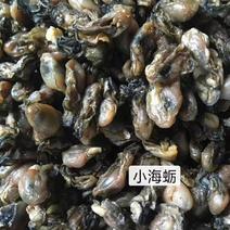 淡干海蛎干煮熟烤干无沙鲜甜的