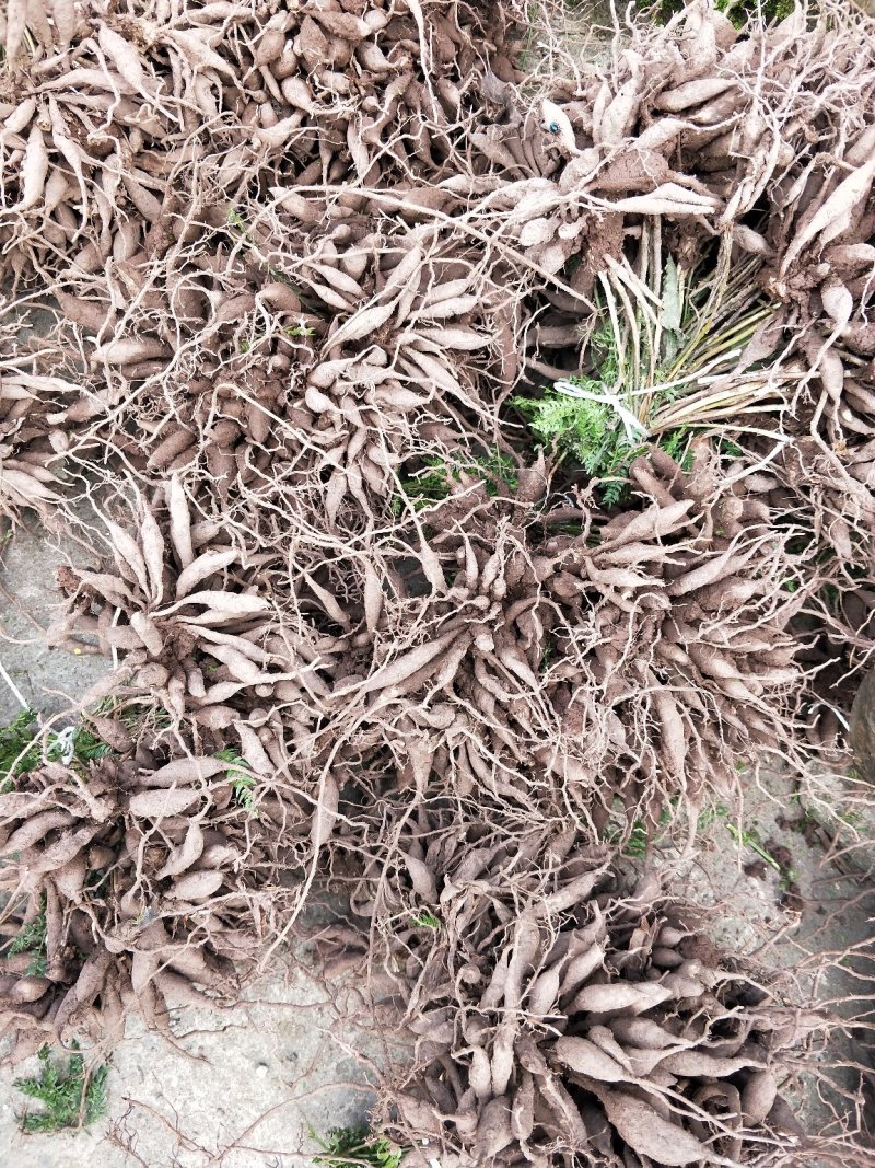 天门冬苗天冬种苗大天冬苗麦冬苗提供种植技术