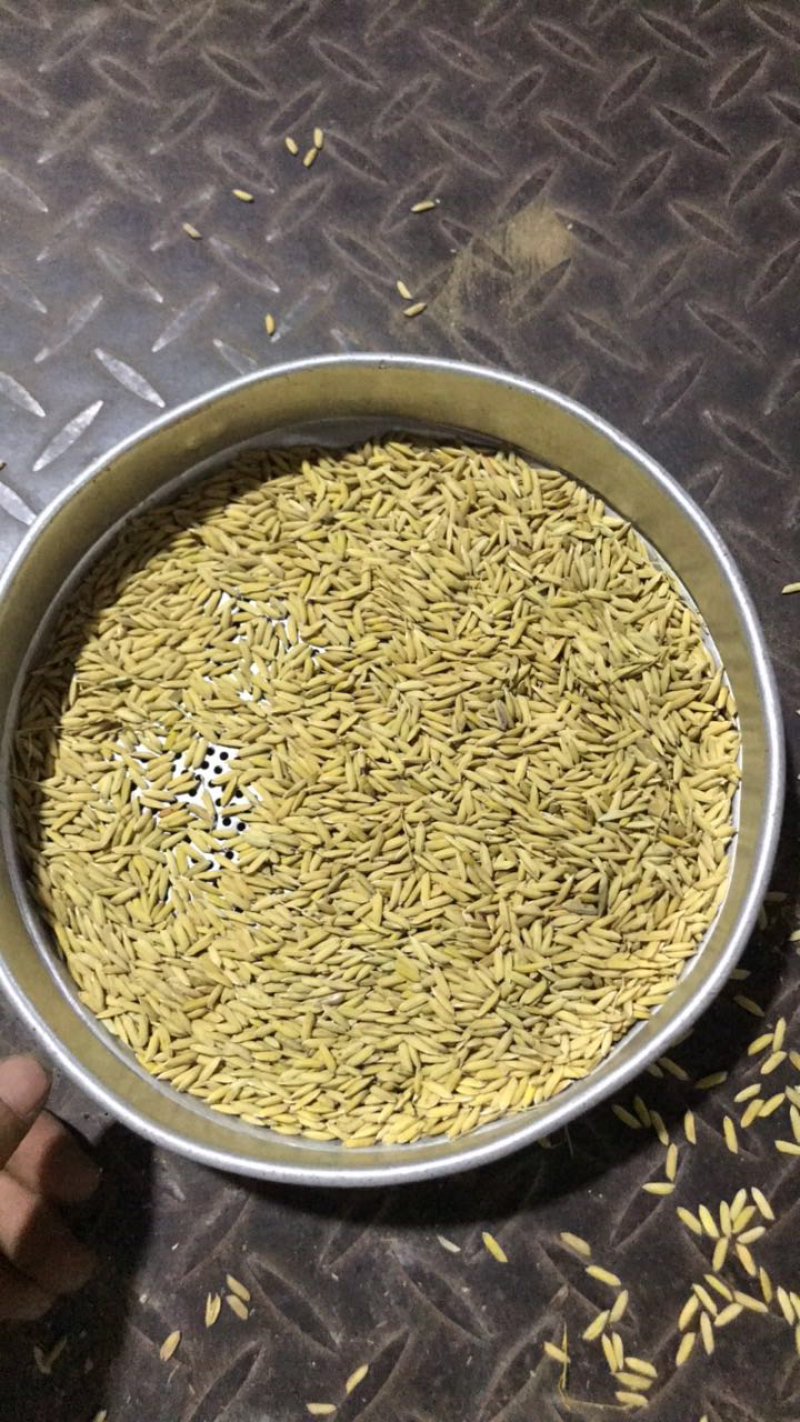 稻谷