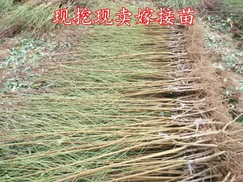 血桃桃树嫁接苗，现在开始大量上市了，全国包邮，现挖现卖。