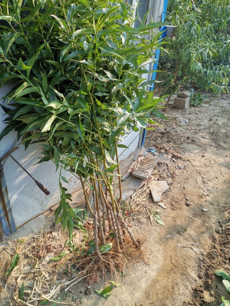 血桃桃树嫁接苗，现在开始大量上市了，全国包邮，现挖现卖。