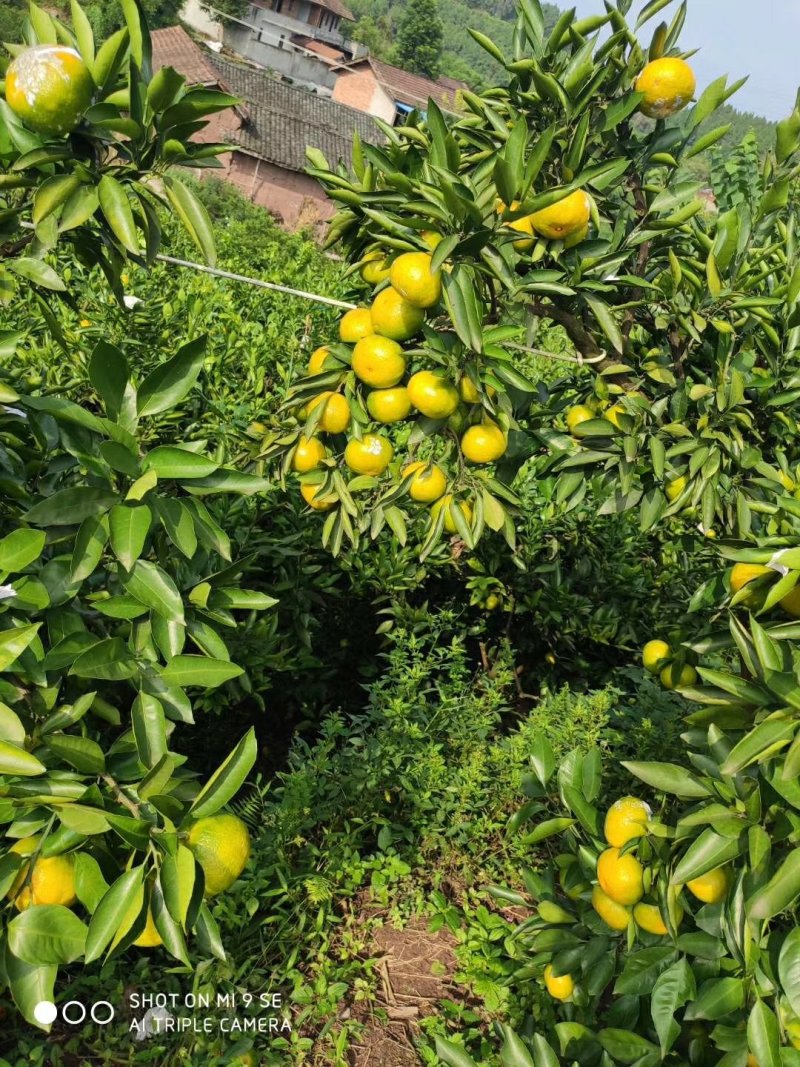 新津蜜橘