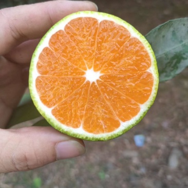 新津蜜橘