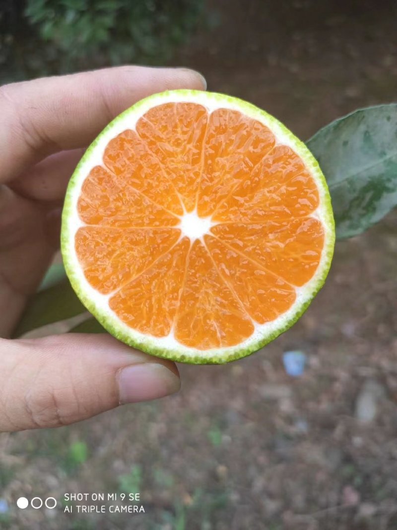 新津蜜橘