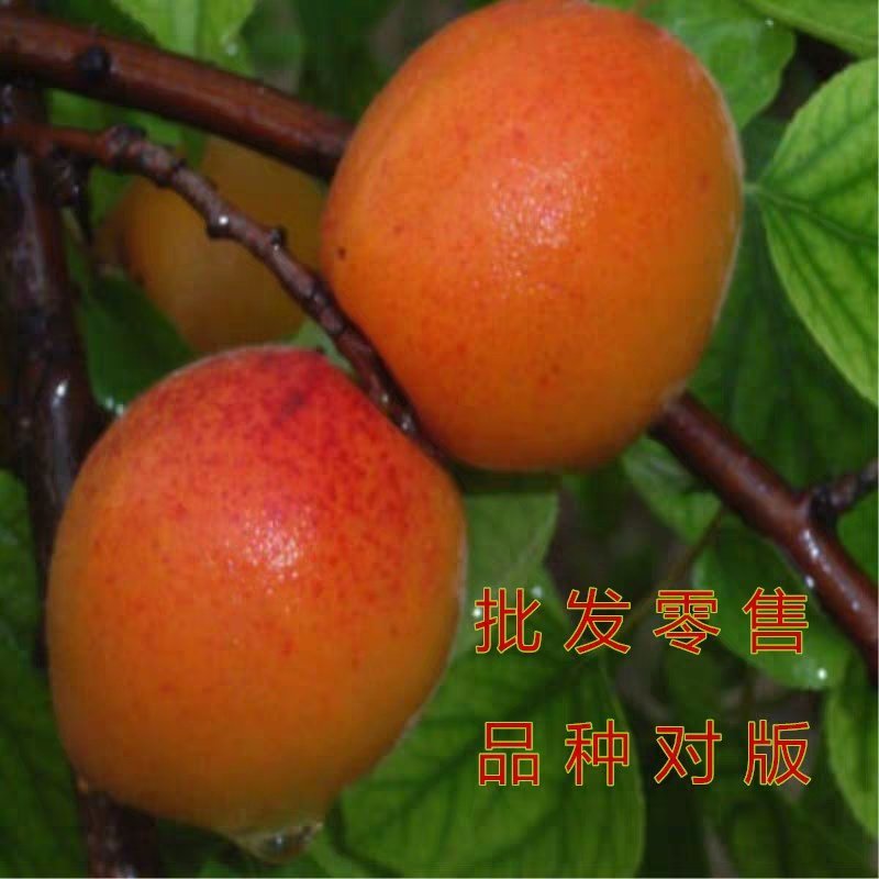 蜜香杏优质嫁接苗，全国包邮死苗免费补发，免费售后服务