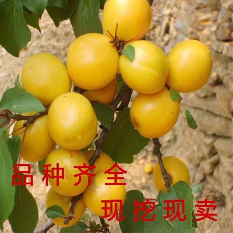 蜜香杏优质嫁接苗，全国包邮死苗免费补发，免费售后服务