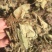杏香兔儿风，品质纯正，野生药材，干度好无霉无杂，产地货源