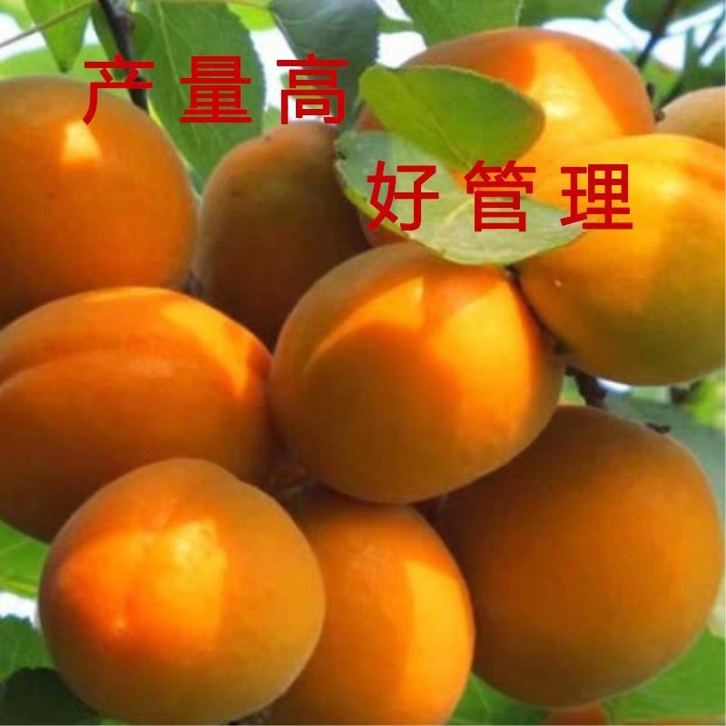 基地直发，沙金红杏树苗嫁接苗，当年开花结果。全国包邮，