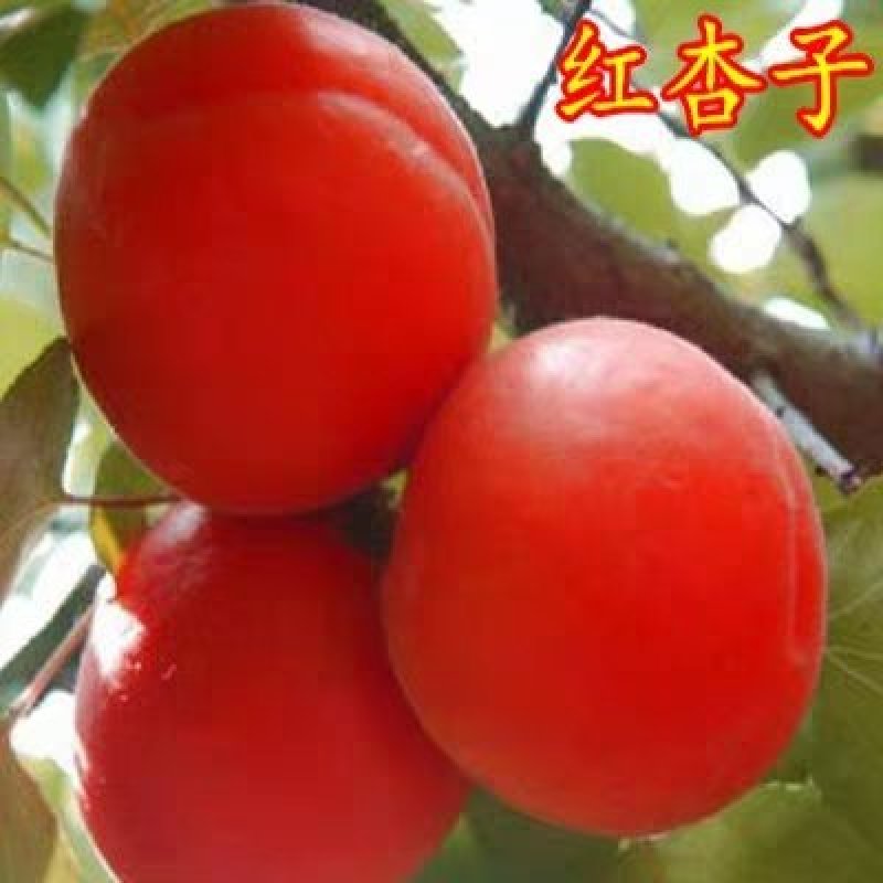 基地直发，沙金红杏树苗嫁接苗，当年开花结果。全国包邮，
