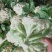 山东泗水精品松花菜有机花已上市，货源充足欢迎电话咨询