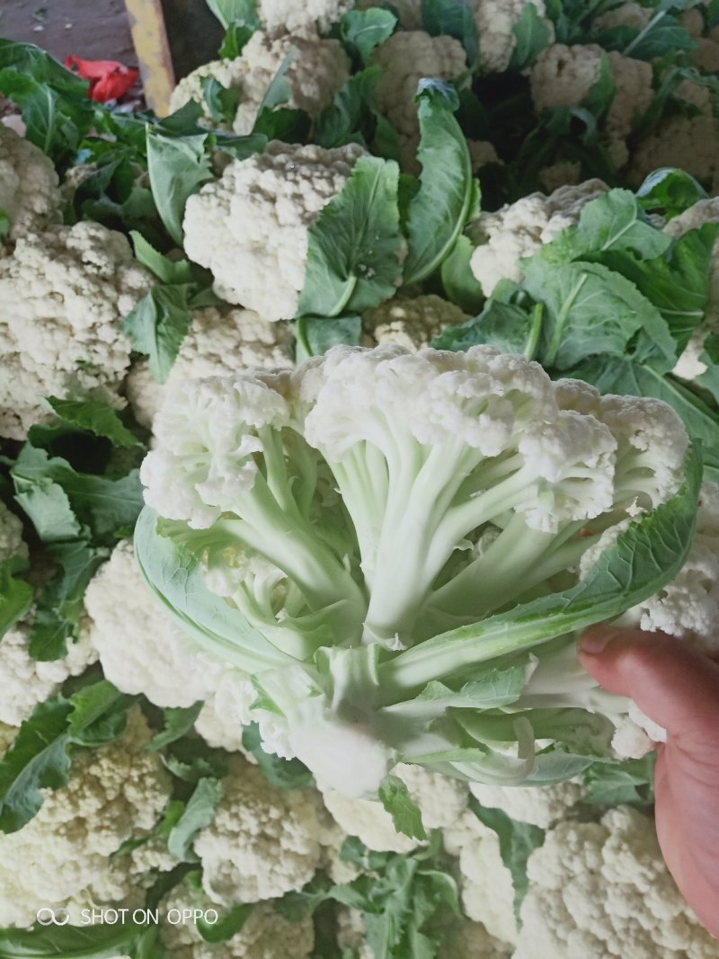 山东泗水精品松花菜有机花已上市，货源充足欢迎电话咨询