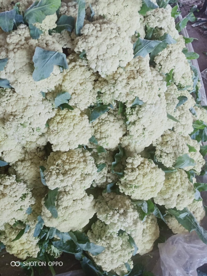 山东泗水精品松花菜有机花已上市，货源充足欢迎电话咨询