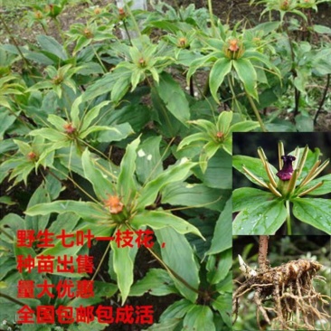 重楼苗，西南重楼种苗！新鲜的！