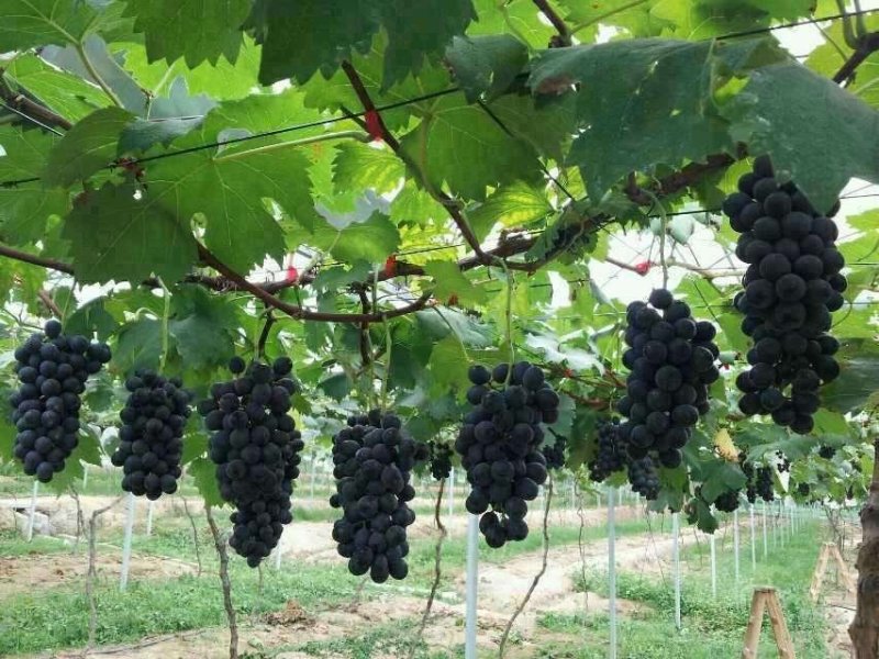 夏黑葡萄树苗糖度18好管理基地直发现挖先发