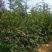 无刺花椒苗狮子头苗，大红袍花椒苗，高产，提供种植技术