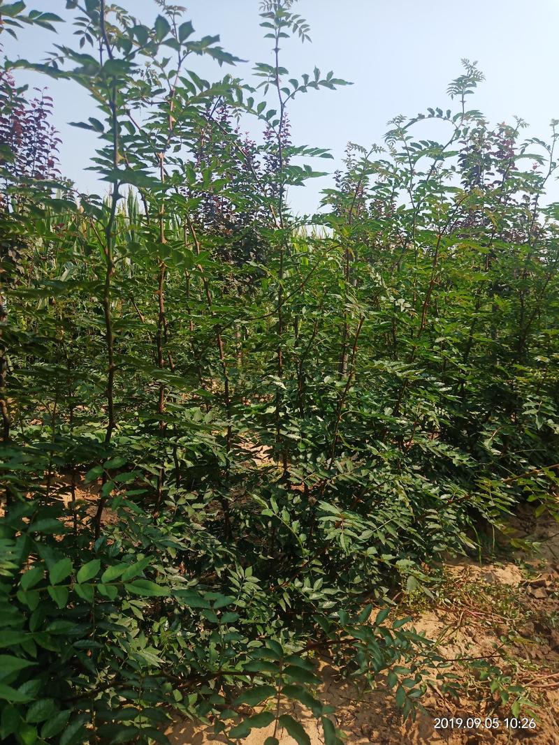 无刺花椒苗狮子头苗，大红袍花椒苗，高产，提供种植技术