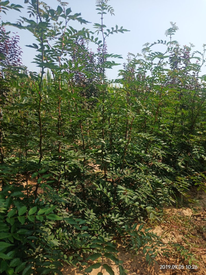 无刺花椒苗狮子头苗，大红袍花椒苗，高产，提供种植技术